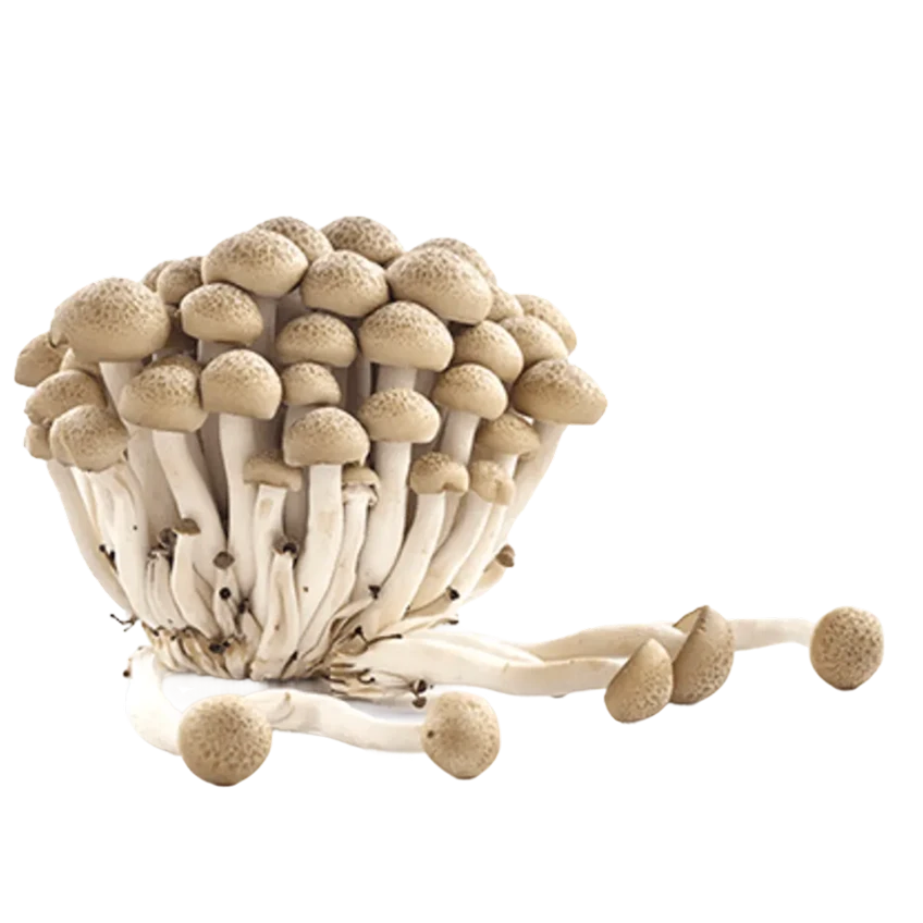 Shimeji Mushroom